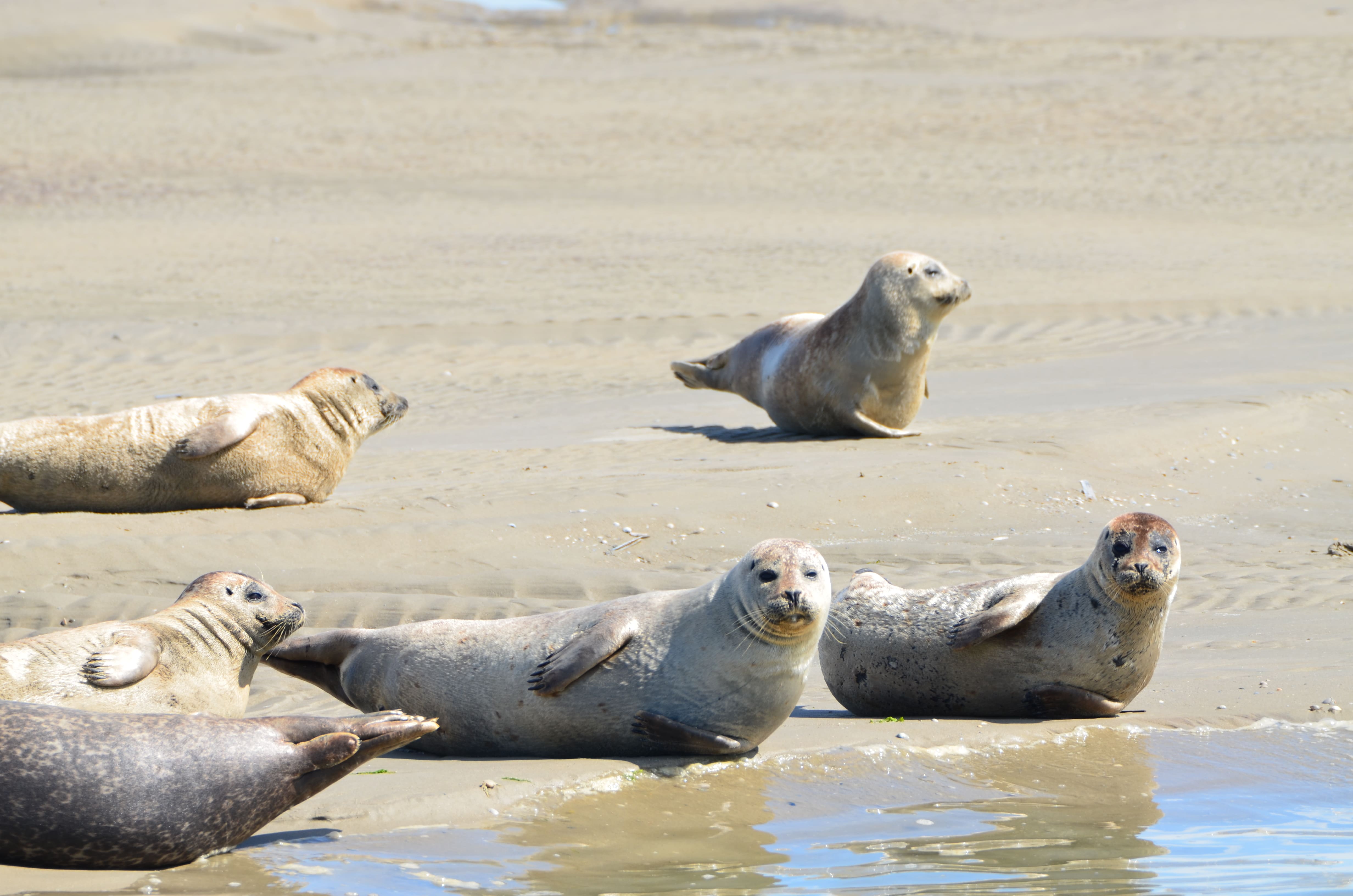 Comment observer les phoques en baie de Somme Rando Nature Baie de Somme